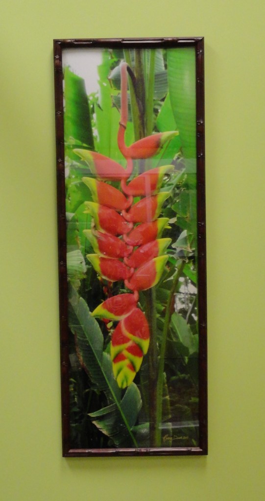 ( PENDULOUS HELICONIA )