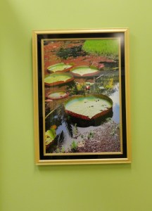 ( REFLECTIONS OF LOVE )