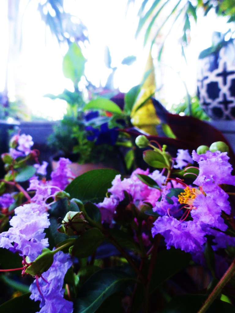 GARDEN IN MAKAKILO 112