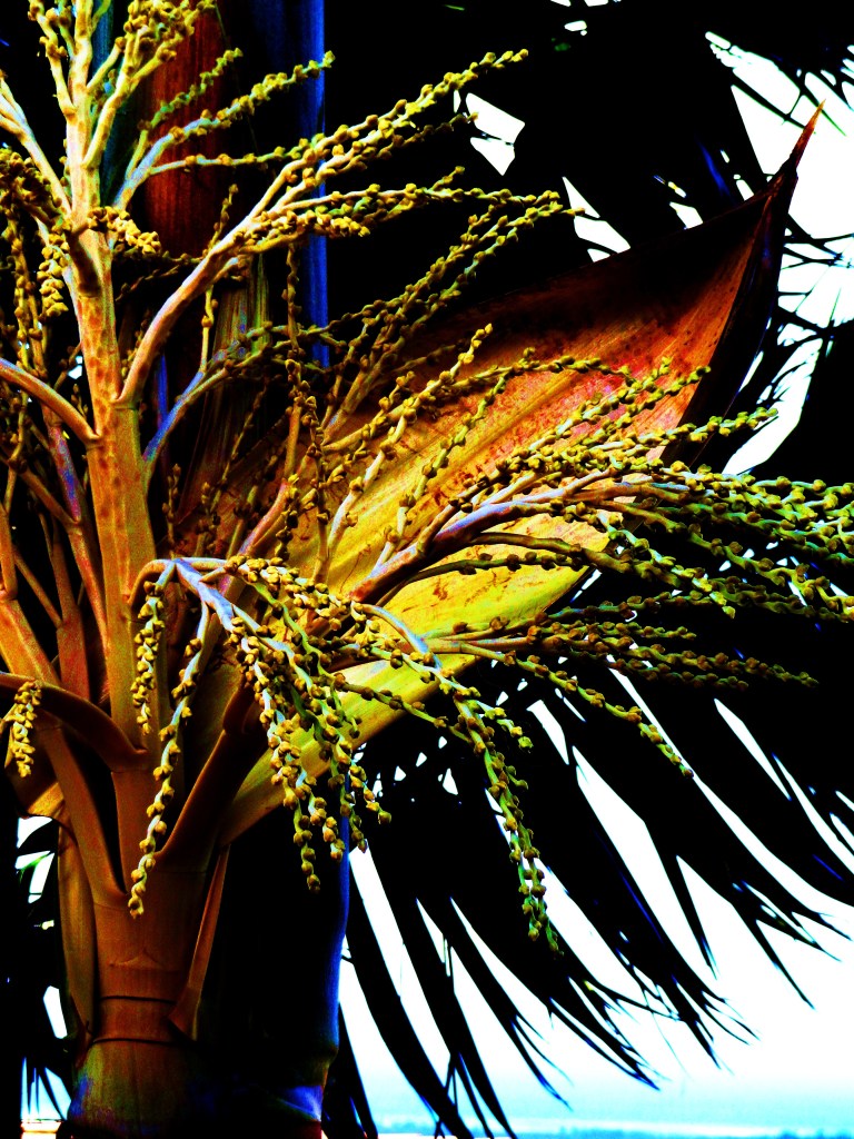 H .I .S ISLAND BEACH WEAR 002