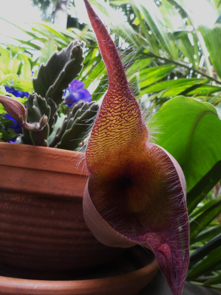 STARFISH CACTUS IN OUR GARDEN 001