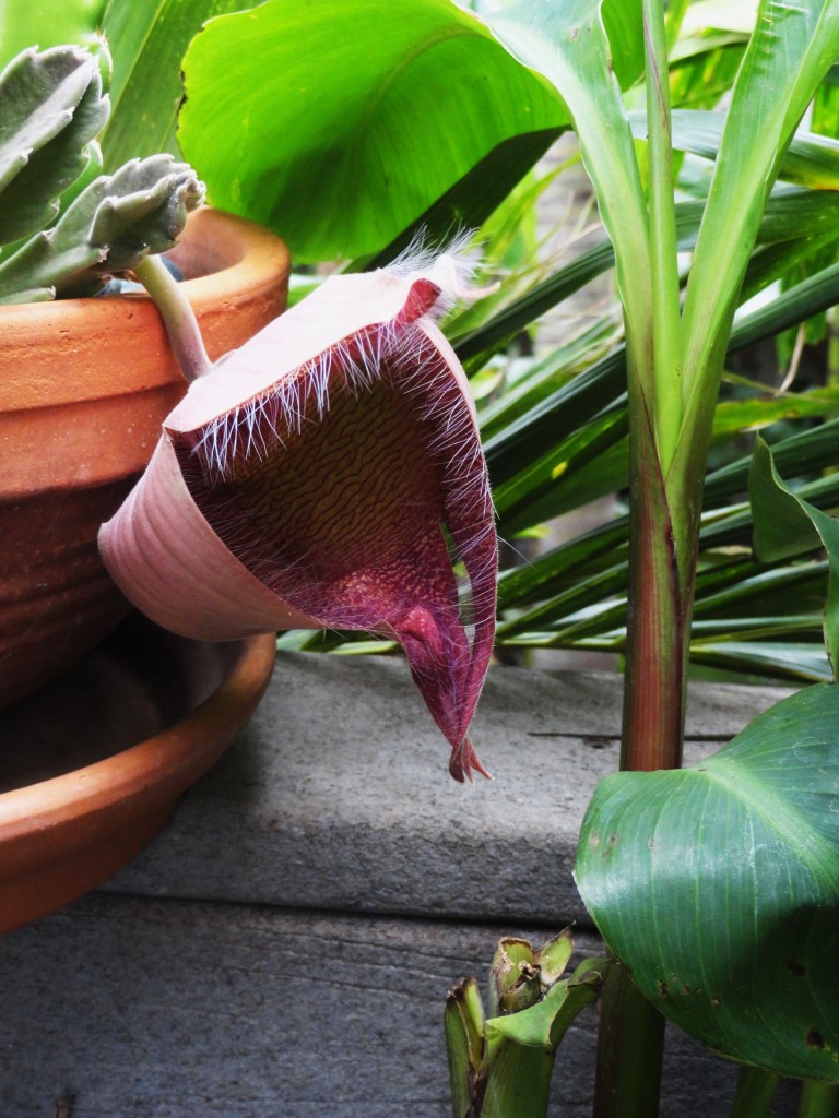 STARFISH CACTUS IN OUR GARDEN 003