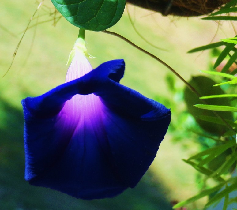 STARFISH CACTUS IN OUR GARDEN 006