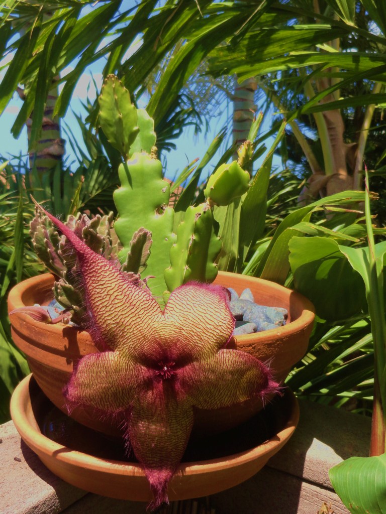 STARFISH CACTUS IN OUR GARDEN 024