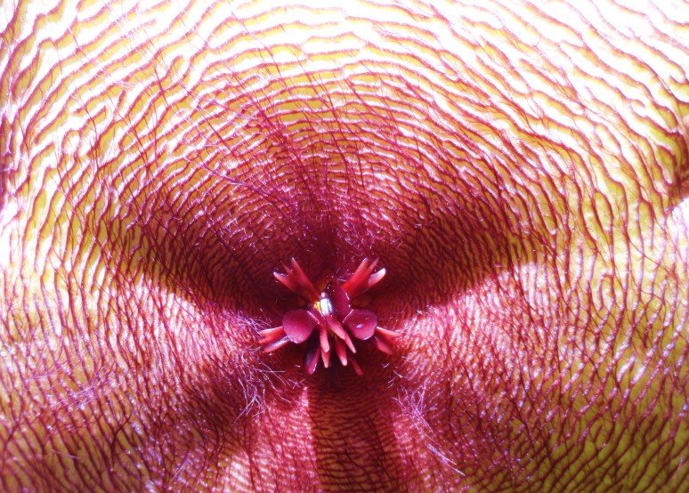 STARFISH CACTUS IN OUR GARDEN 025