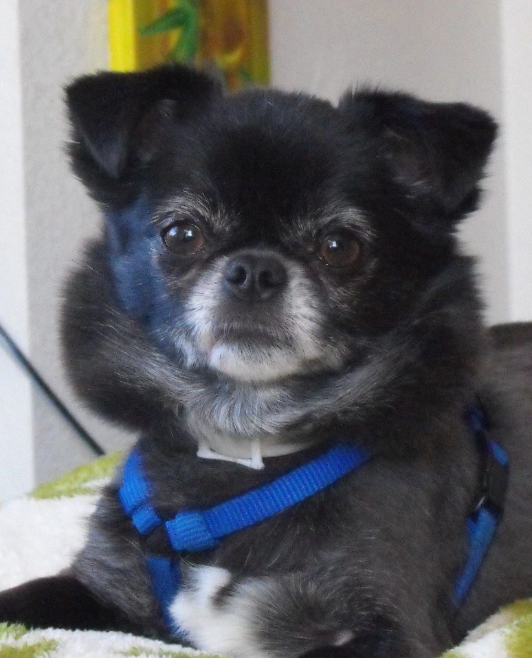 GIZMO        06-19 2005     -      10-08-2013