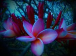 flowers of Hawaii 175&nbsp;(2)